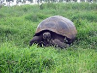 Lonesome George Giant Tourtous Galapalous